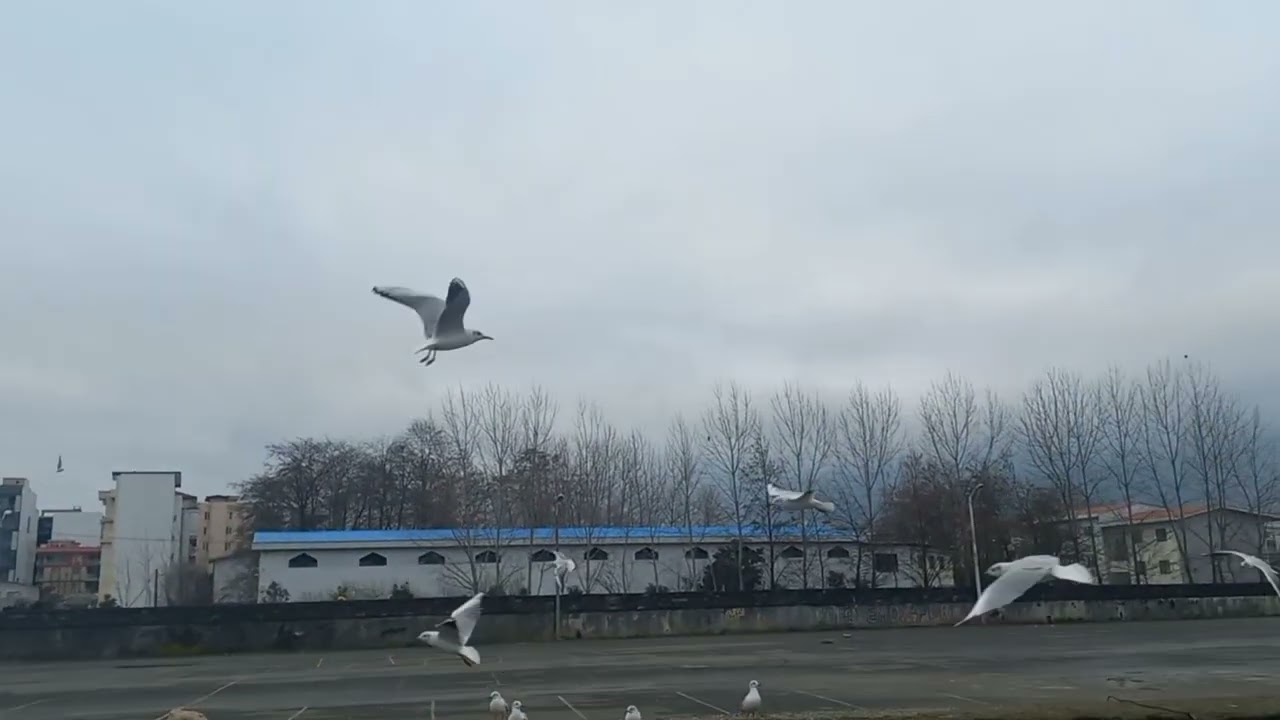 The seagull catches the bread in the air.