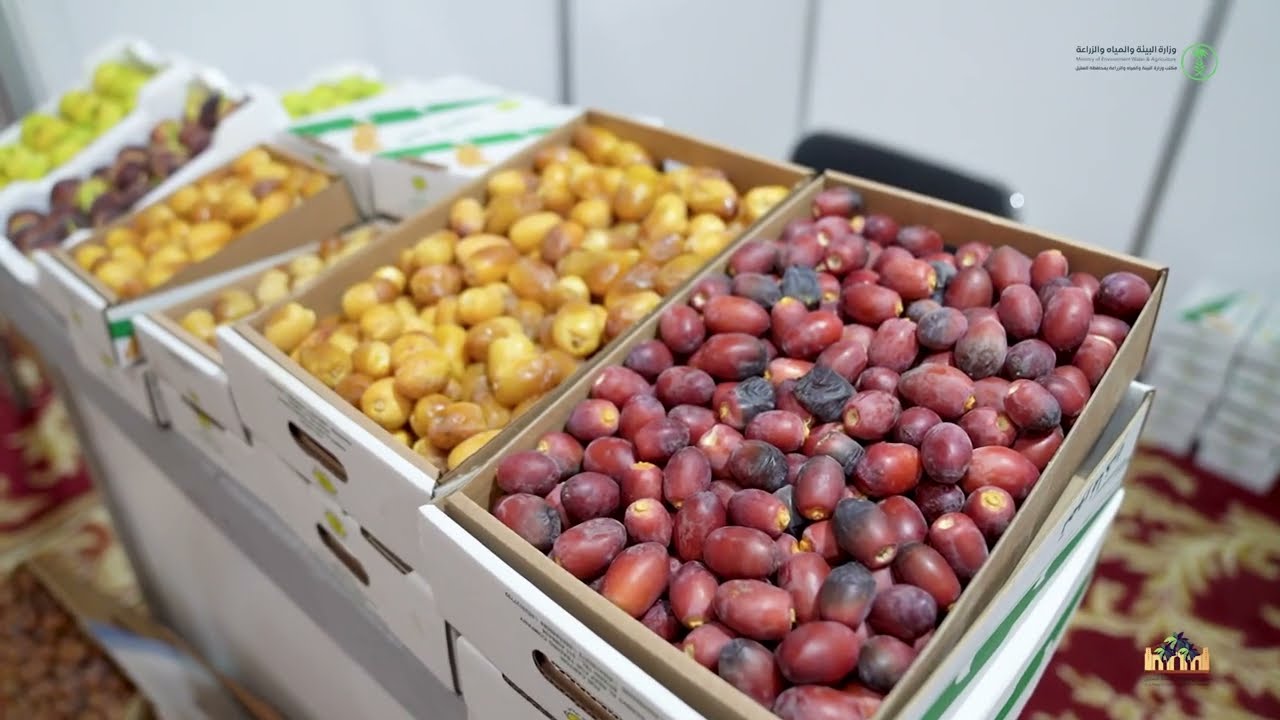 مهرجان التمور الأول بمحافظة السليل يشهد وفرة بالمعروض وإقبالاً من الزوار