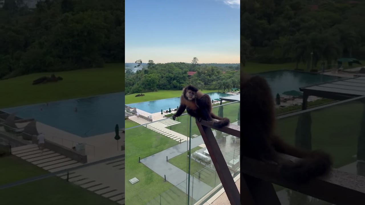 Monkey playing on balcony in Iguazú Park, Misiones, Argentina