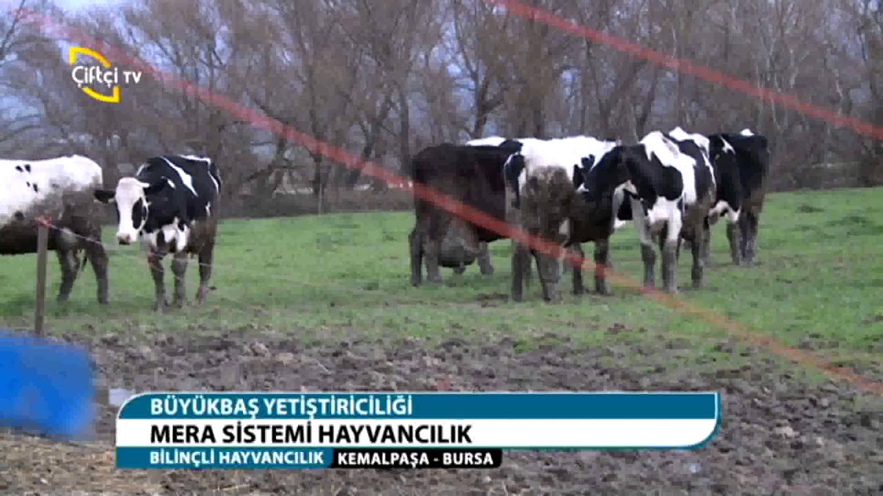 BİLİNÇLİ HAYVANCILIK/BÜYÜKBAŞ YETİŞTİRİCİLİĞİ VE HİPOKALSEMİ HASTALIĞI-KEMALPAŞA/BURSA