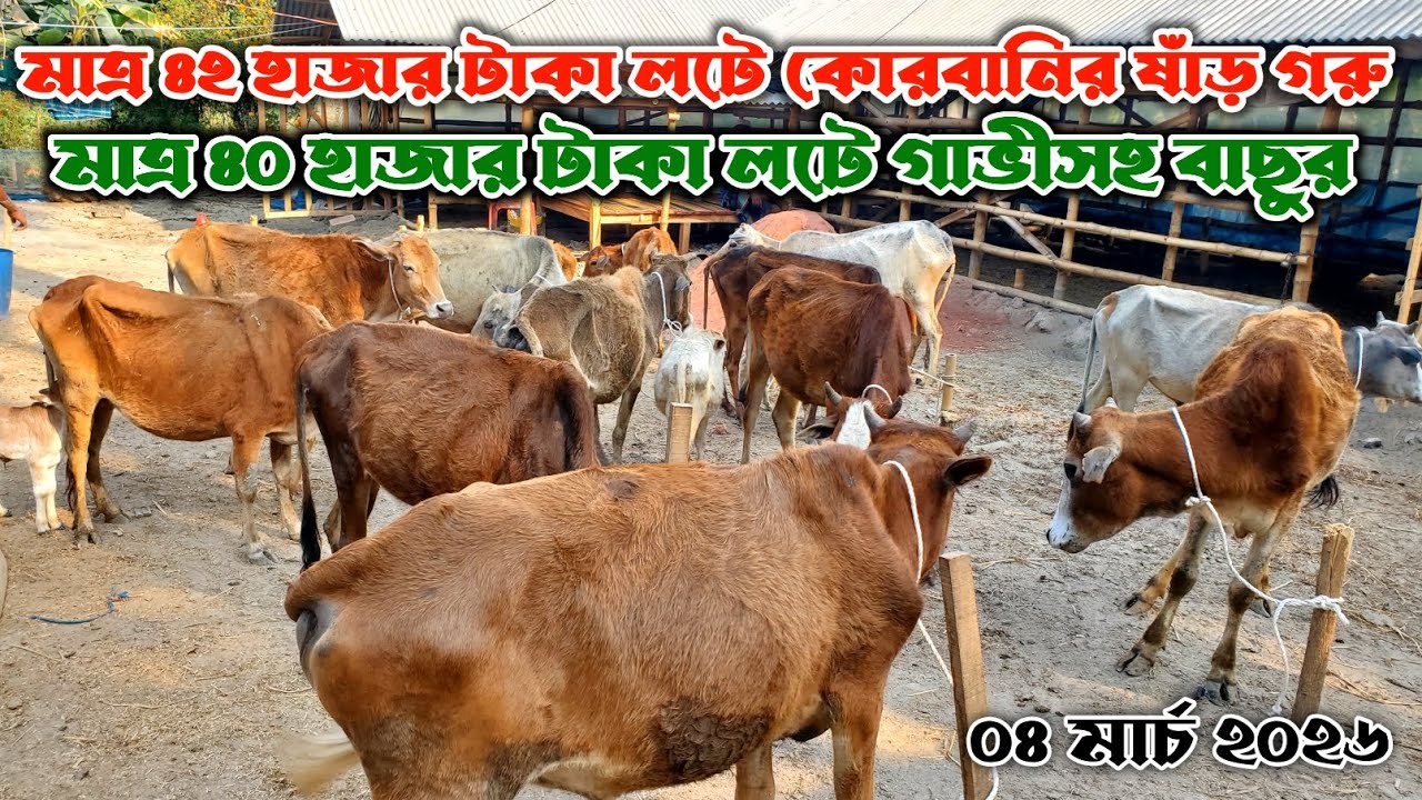 834- মাত্র ৪০ হাজার টাকা লটে গাভীসহ বাছুর গরু | ০৪ মার্চ ২০২৬ | নগর বাংলা টিভি