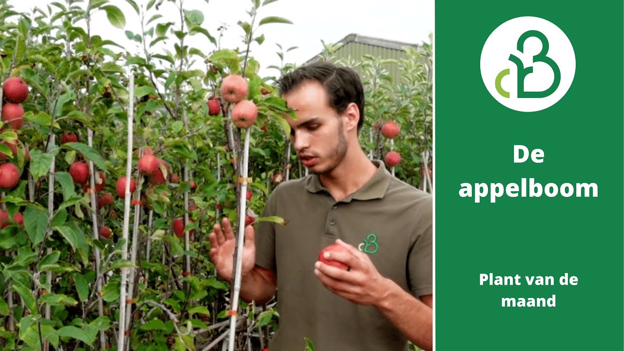 De appelboom | Plant van de maand september | Groencentrum de Batterijen