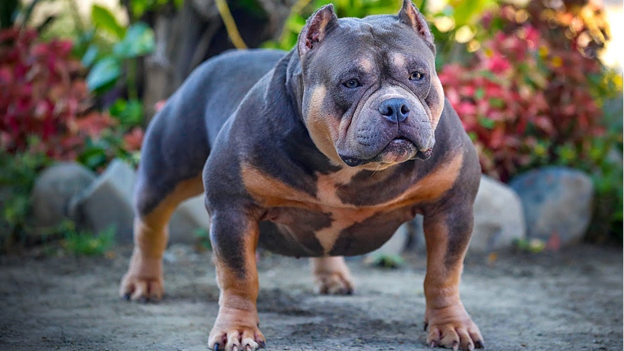 Extreme Pocket American Bully - Living in the Philippines