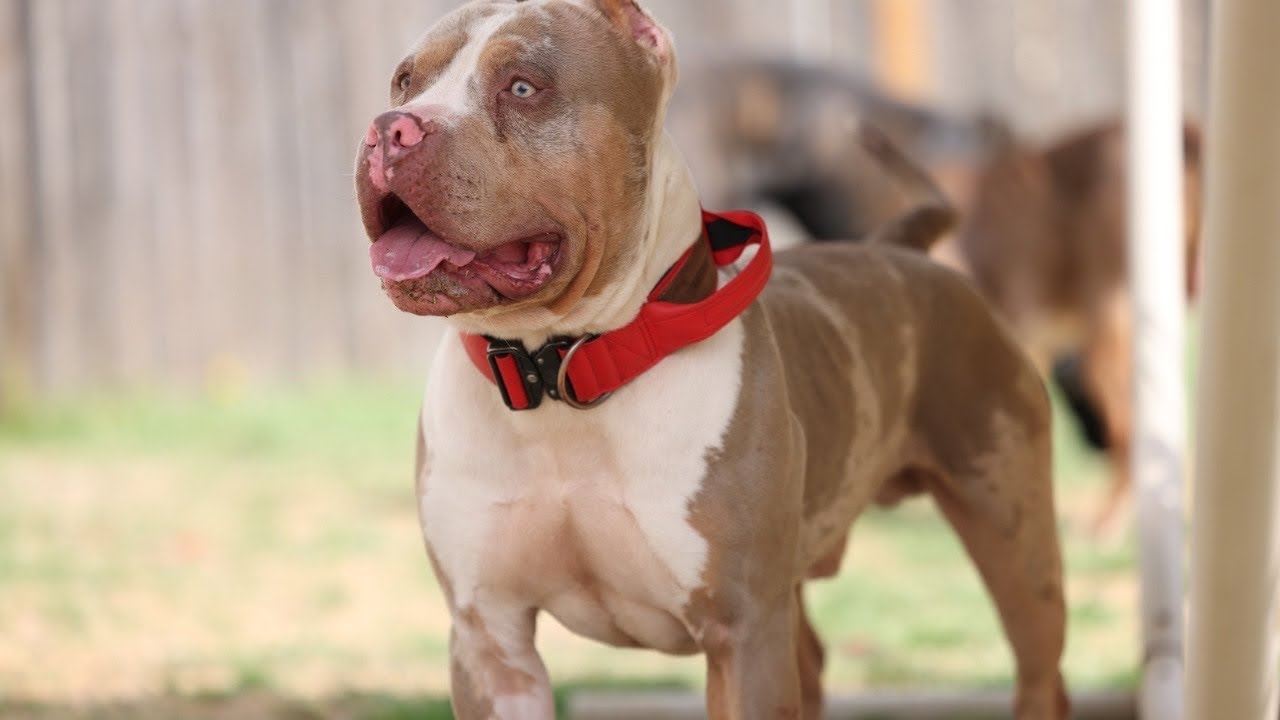 Are We Still Breeding American Bullies? The Truth About Our Plans