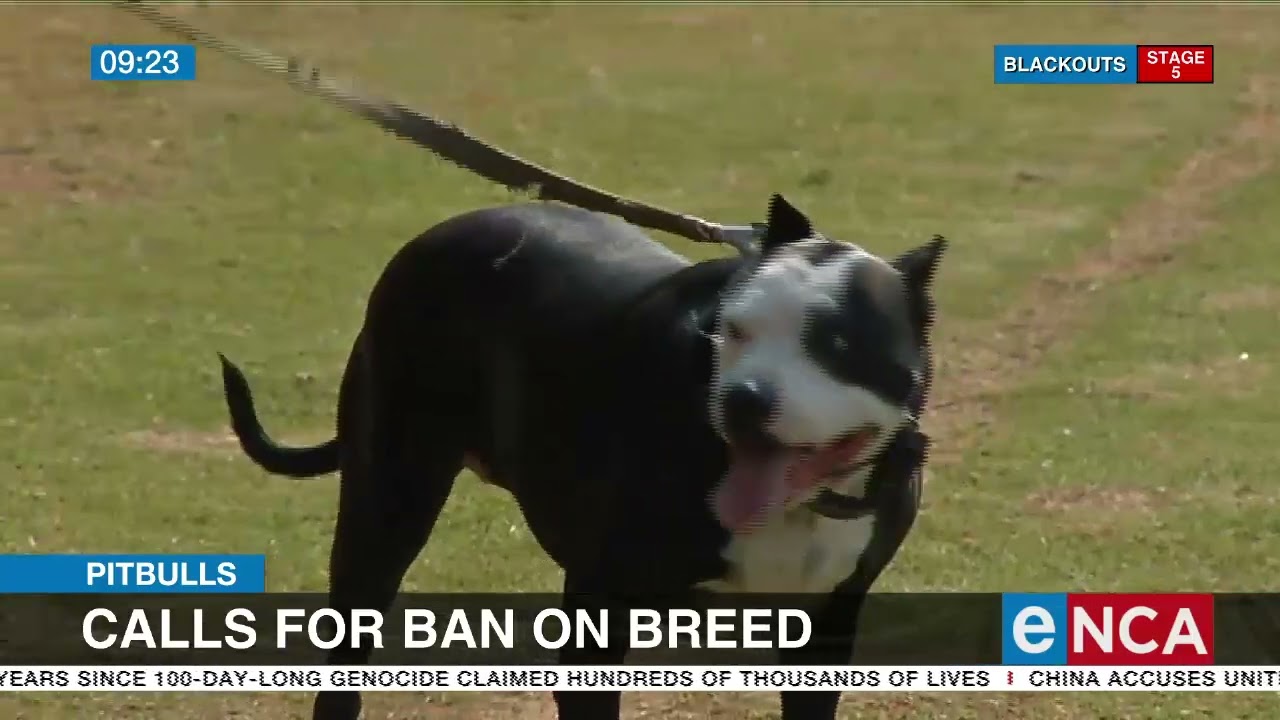 Discussion | Govt re-looks Pitbull legislation