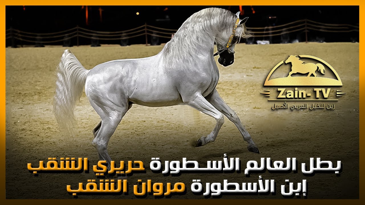 الخيل العربي الأصيل | بطل العالم الأسطورة حريري الشقب ابن الأسطورة مروان الشقب | Hariry Al Shaqab