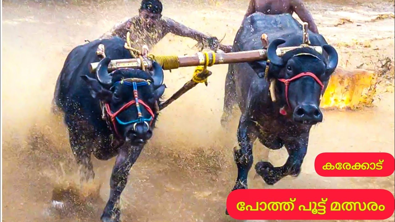 കരേക്കാട്  പോത്ത് പൂട്ട് മത്സരം 2026