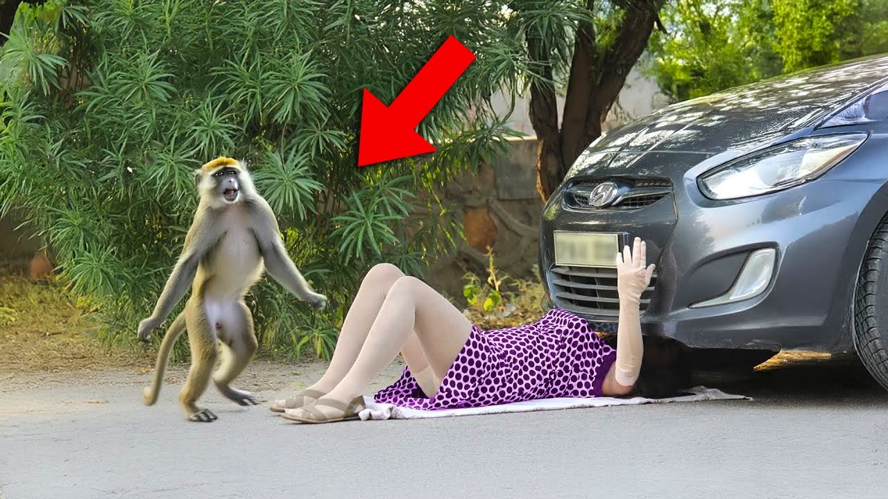 ATAQUES DE ANIMAIS EM MOMENTOS INESPERADOS