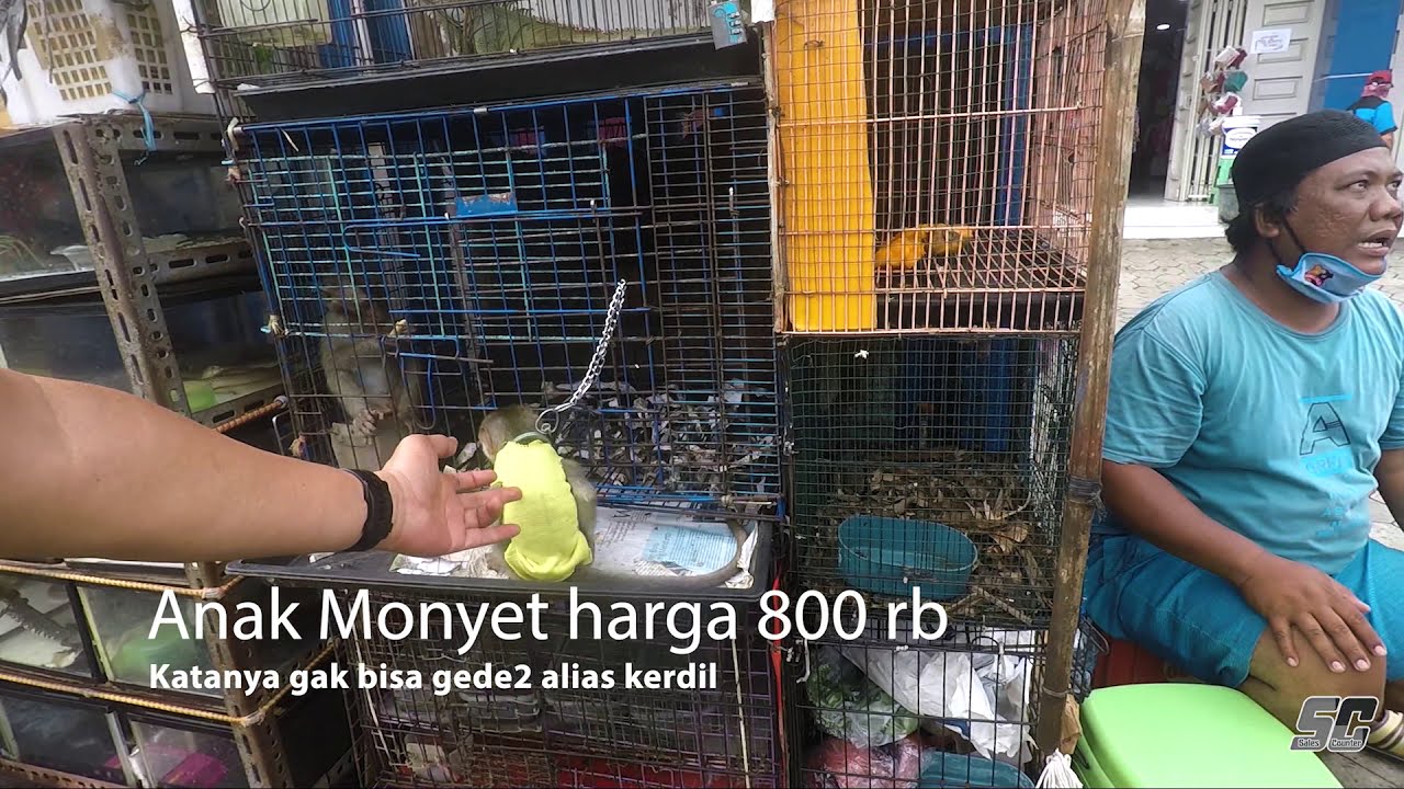Berburu peliharaan Anak/Bayi  Monyet di Pasar Hewan Jatinegara