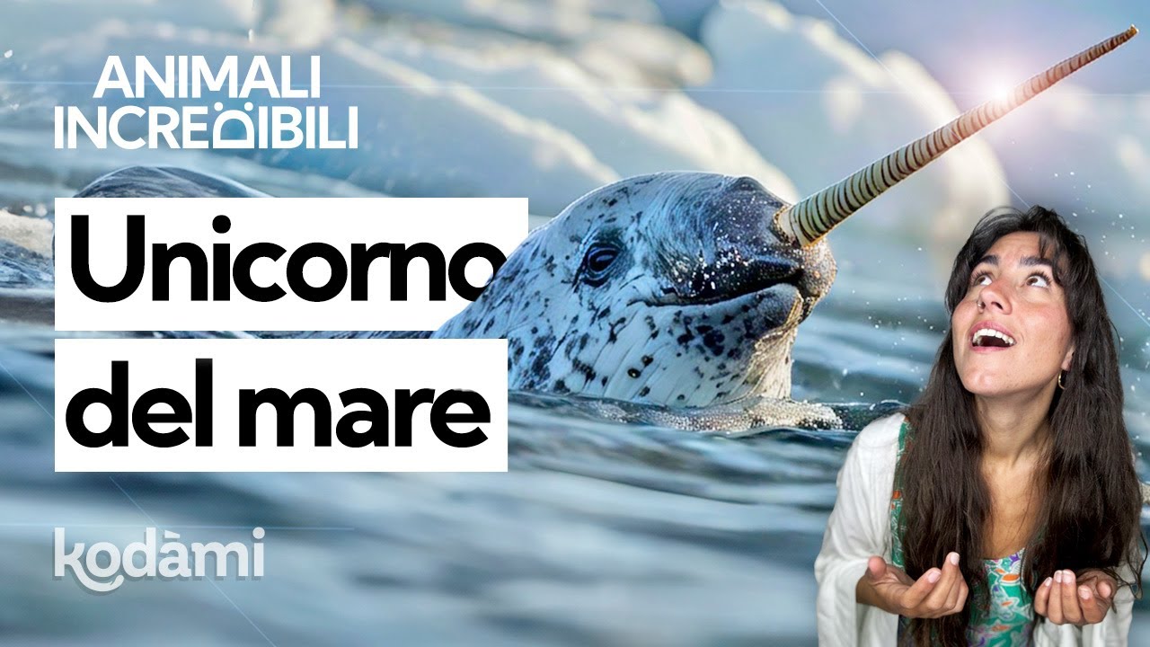 Chi è davvero il narvalo e perché questo 