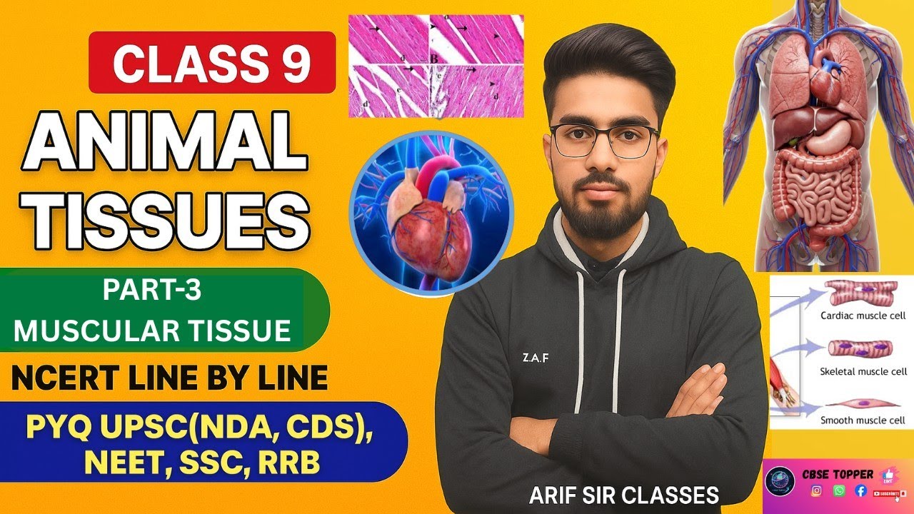 Muscular tissue for UPSC NDA CDS and others competitive exam. Part 3 #musculartissue #class9biology 