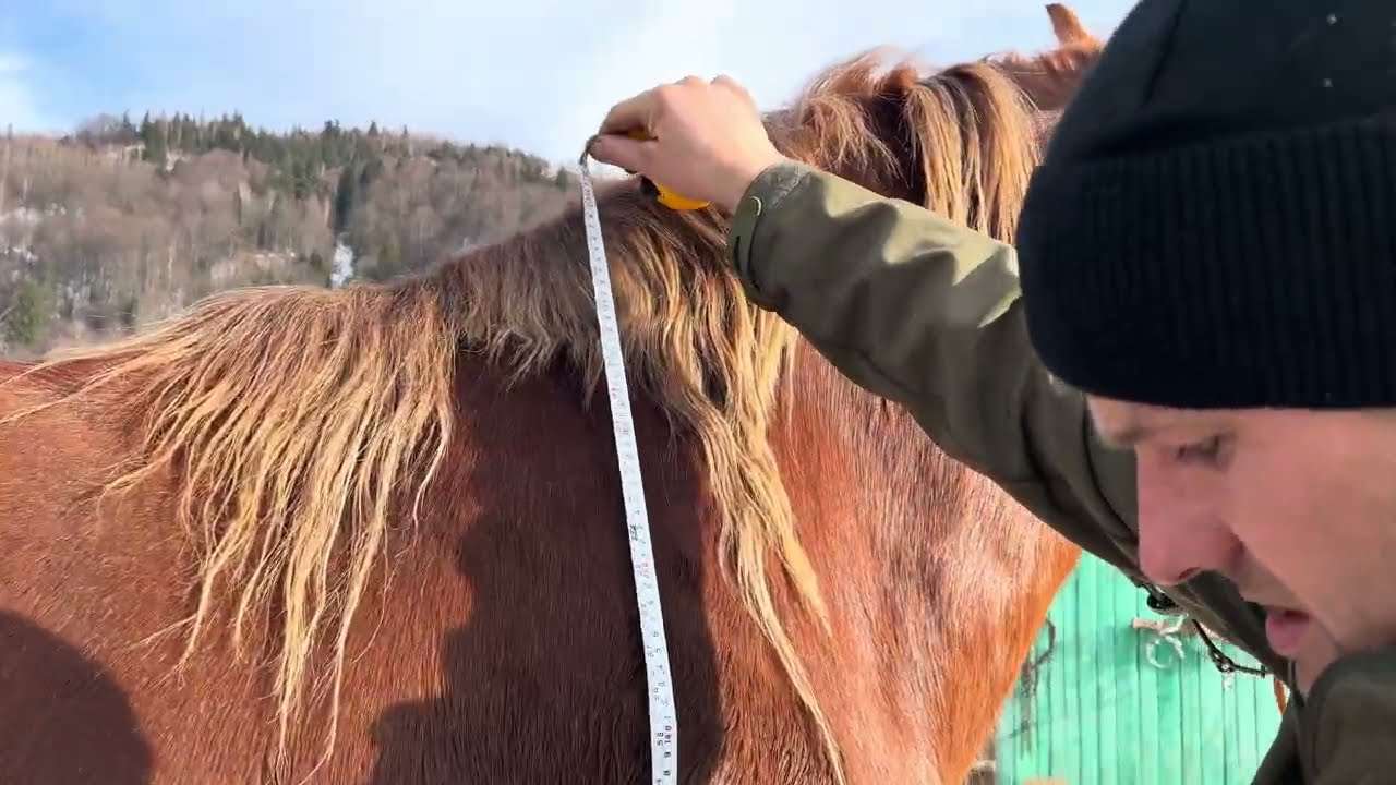 🏔️Дуже гарний кінь⛰️