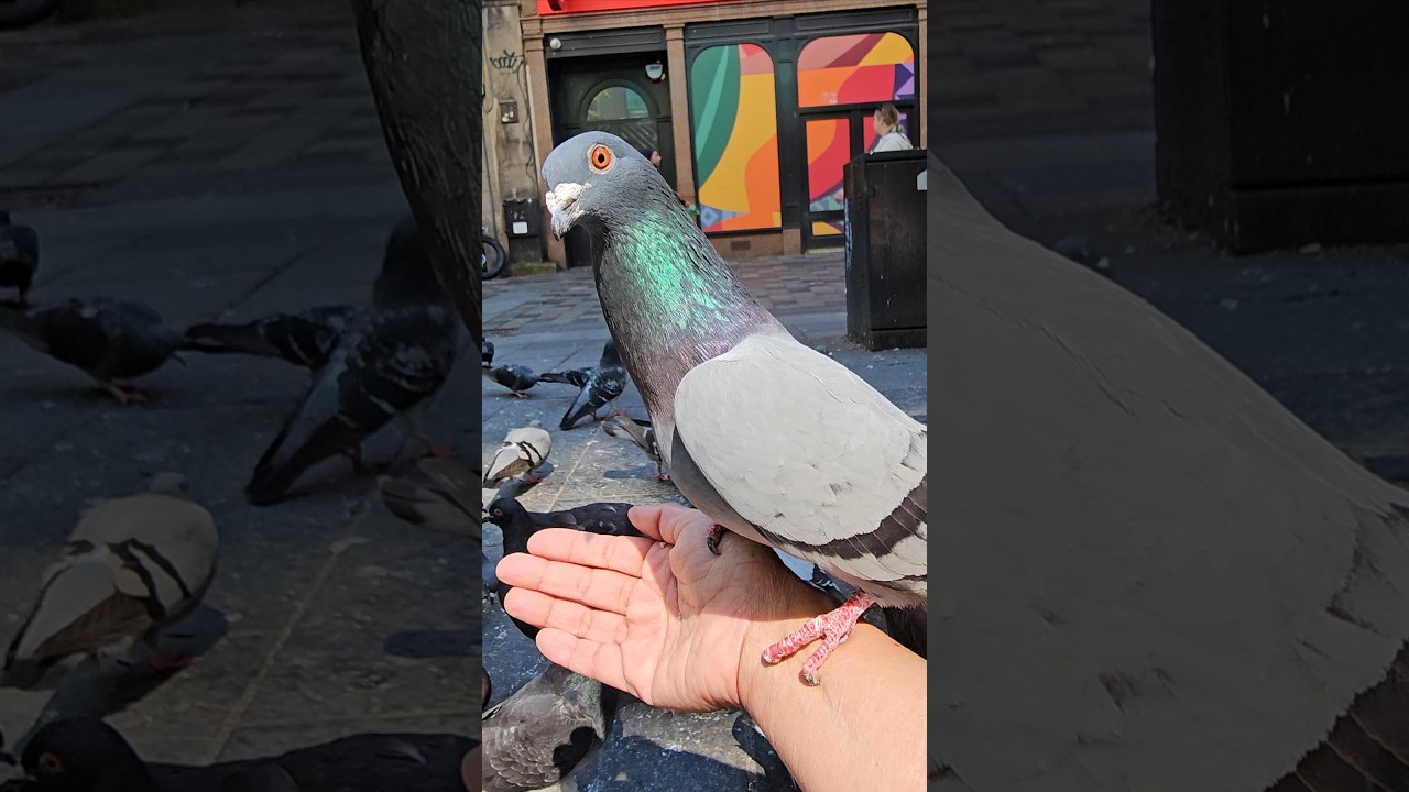 Feeding Pigeons in Glasgow 🤍🕊️
