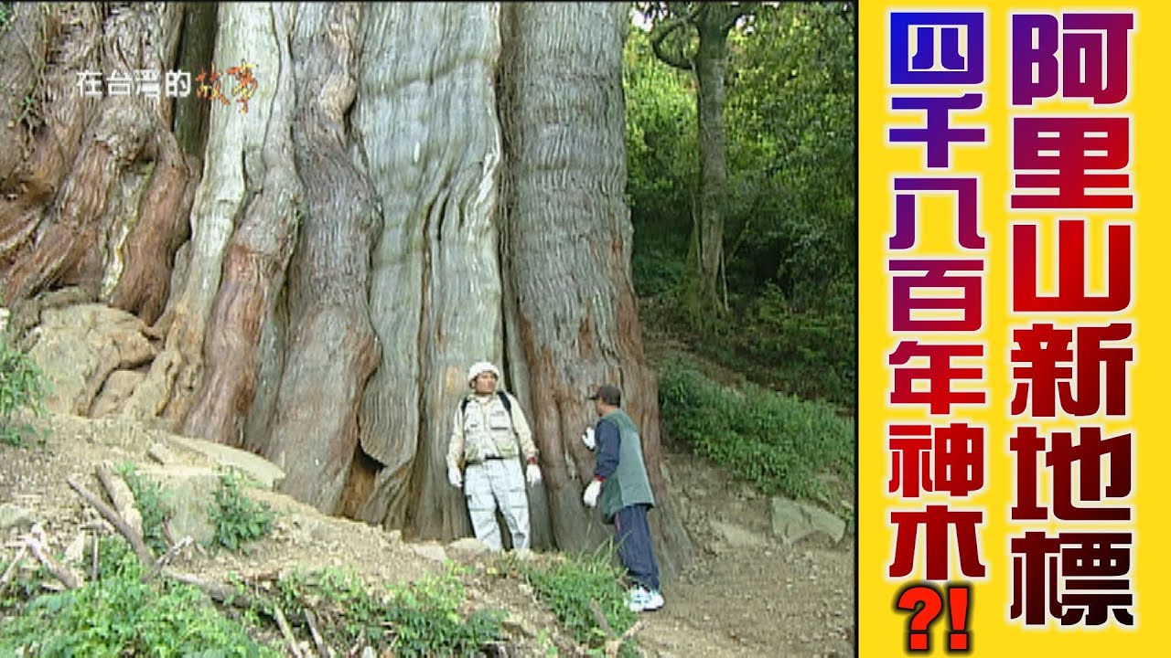 【經典重現系列】阿里山有新神木?!發現樹齡超過四千八百年紅檜巨木~