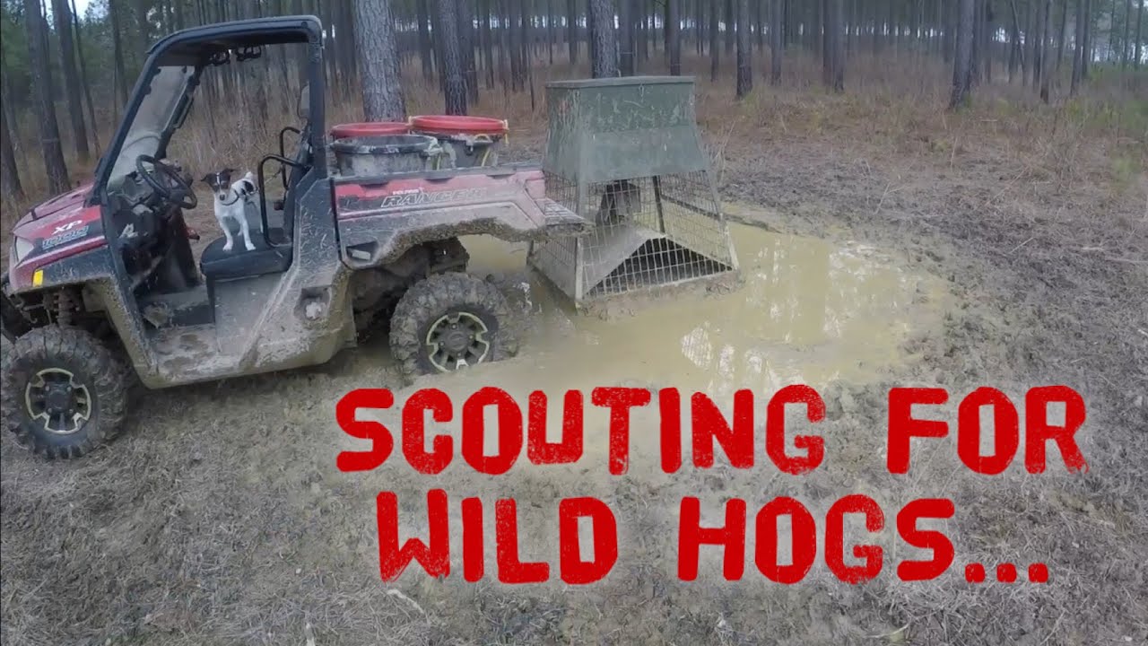 SCOUTING FOR WILD HOGS 🤔🤔🤔 at Hollis Farms
