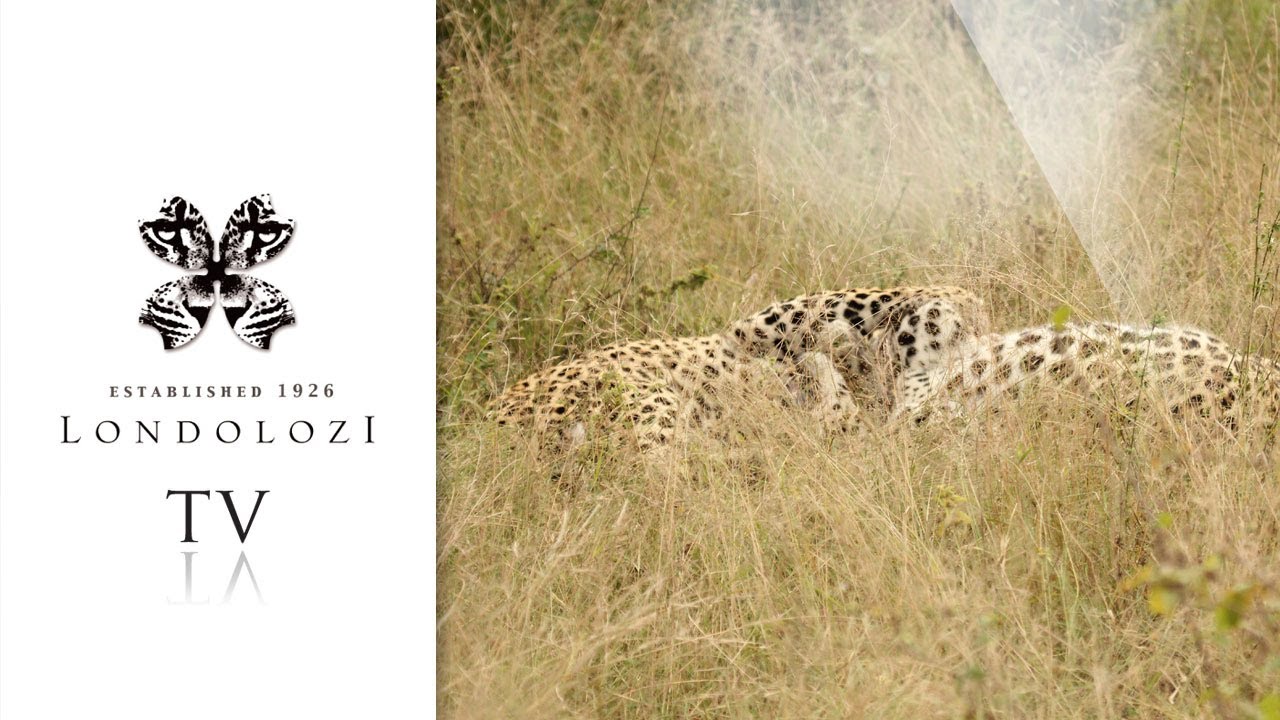Решающий бой самцов леопарда — потрясающие кадры — Londolozi