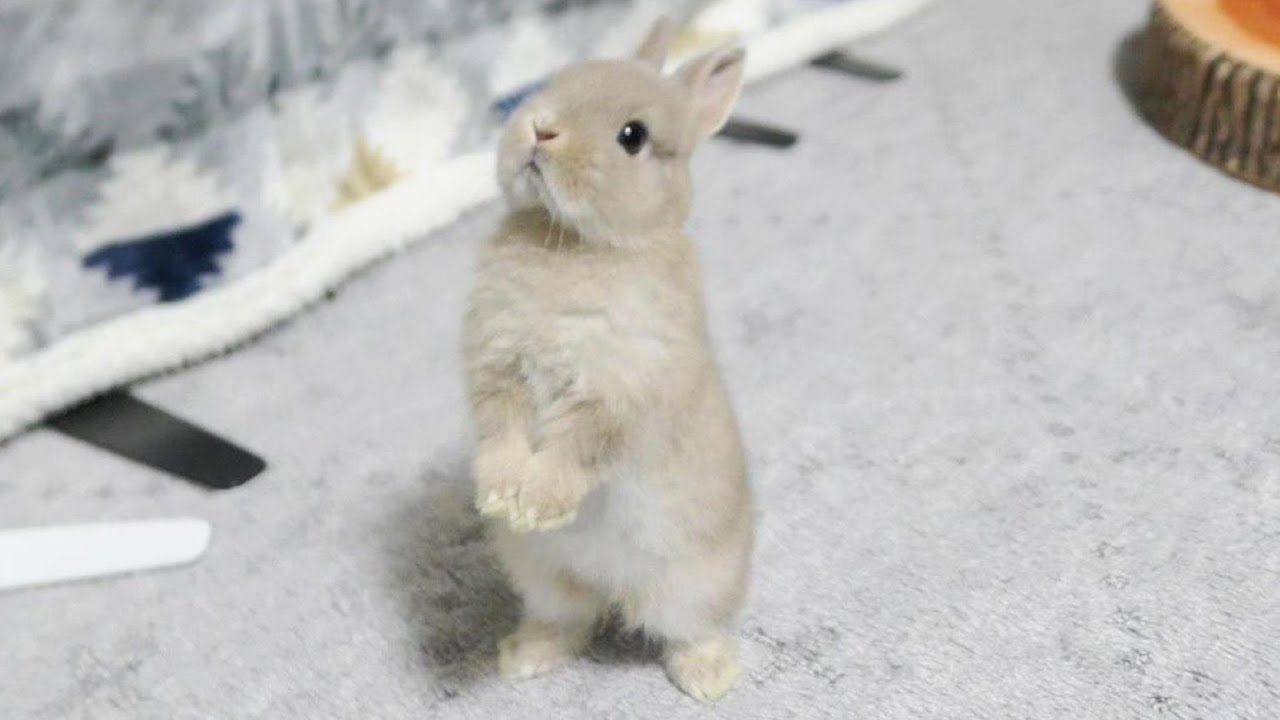 子うさぎを家族にお迎えしました