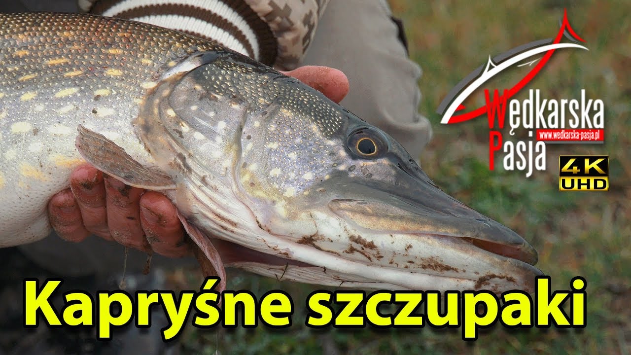 Kapryśne szczupaki 4K #136  wędkarstwo spinningowe | sposoby łowienia szczupaków