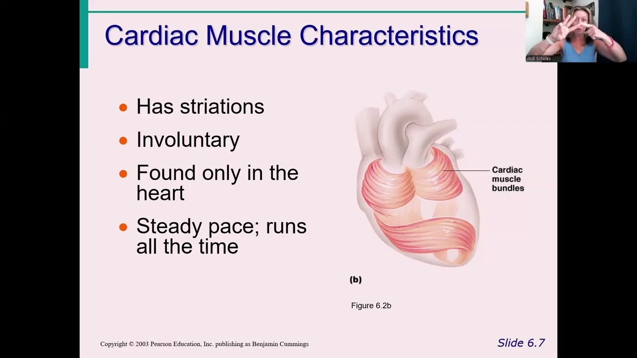 Anatomy for the MBLEx - Three Types of Muscle Tissue