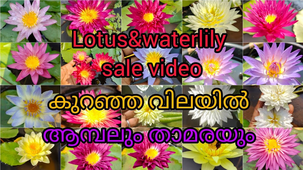 ചെറിയ ഒരു sale വീഡിയോ #waterlilly, lotus #9447113941 