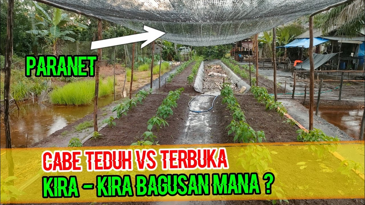 Perbandingan Tanaman Cabe tempat Terbuka Dan Teduh di bawah Paranet