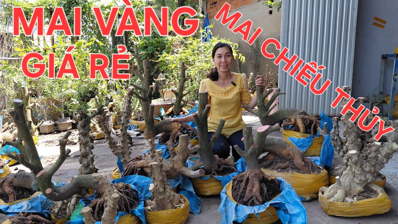 TRUYỀN 0939046405, LÍP 13/3/2026, GIAO LƯU MAI VÀNG , MAI CHIẾU THỦY GIÁ RẺ