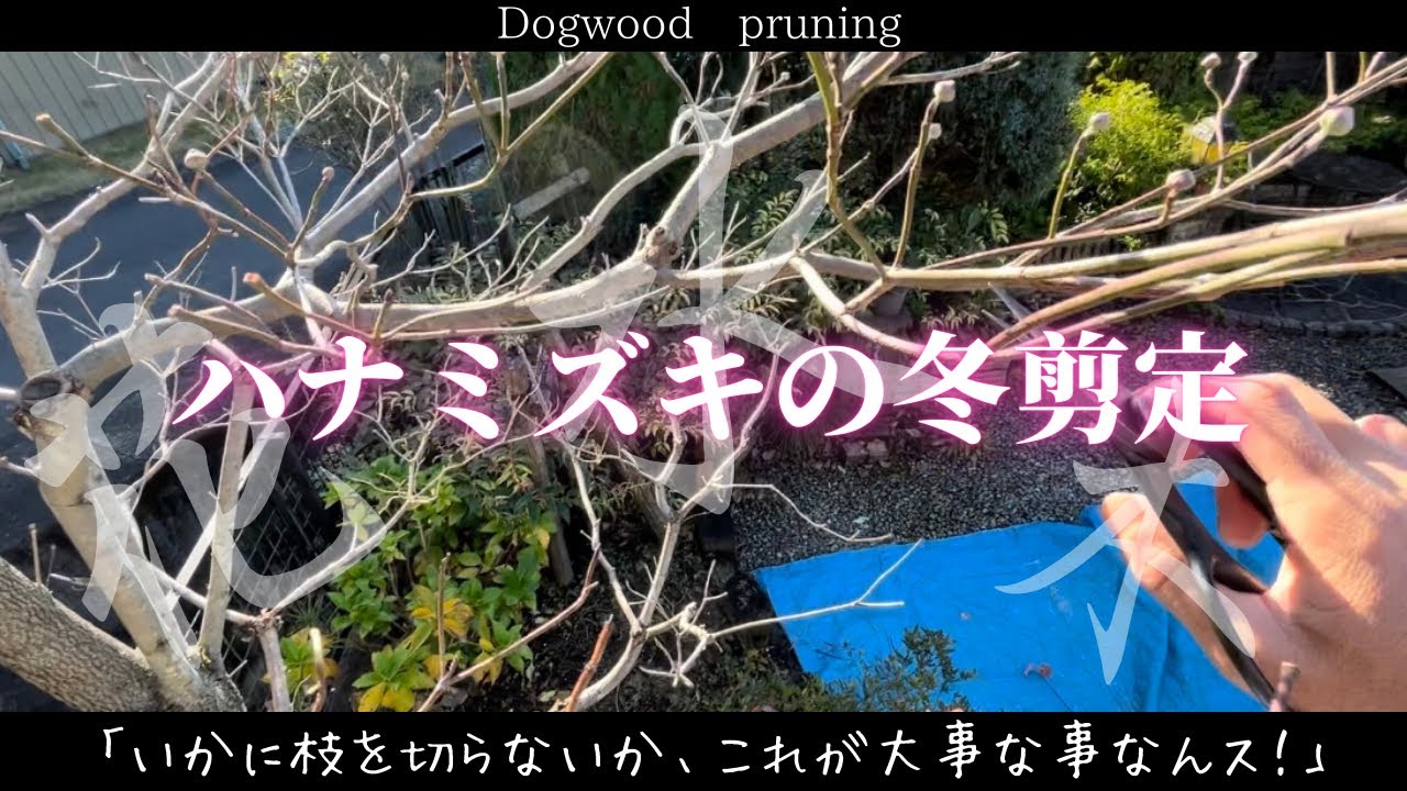 【ハナミズキ】冬の柔らか剪定〜自分で切りたいあなたに届ける仕立て方3選〜