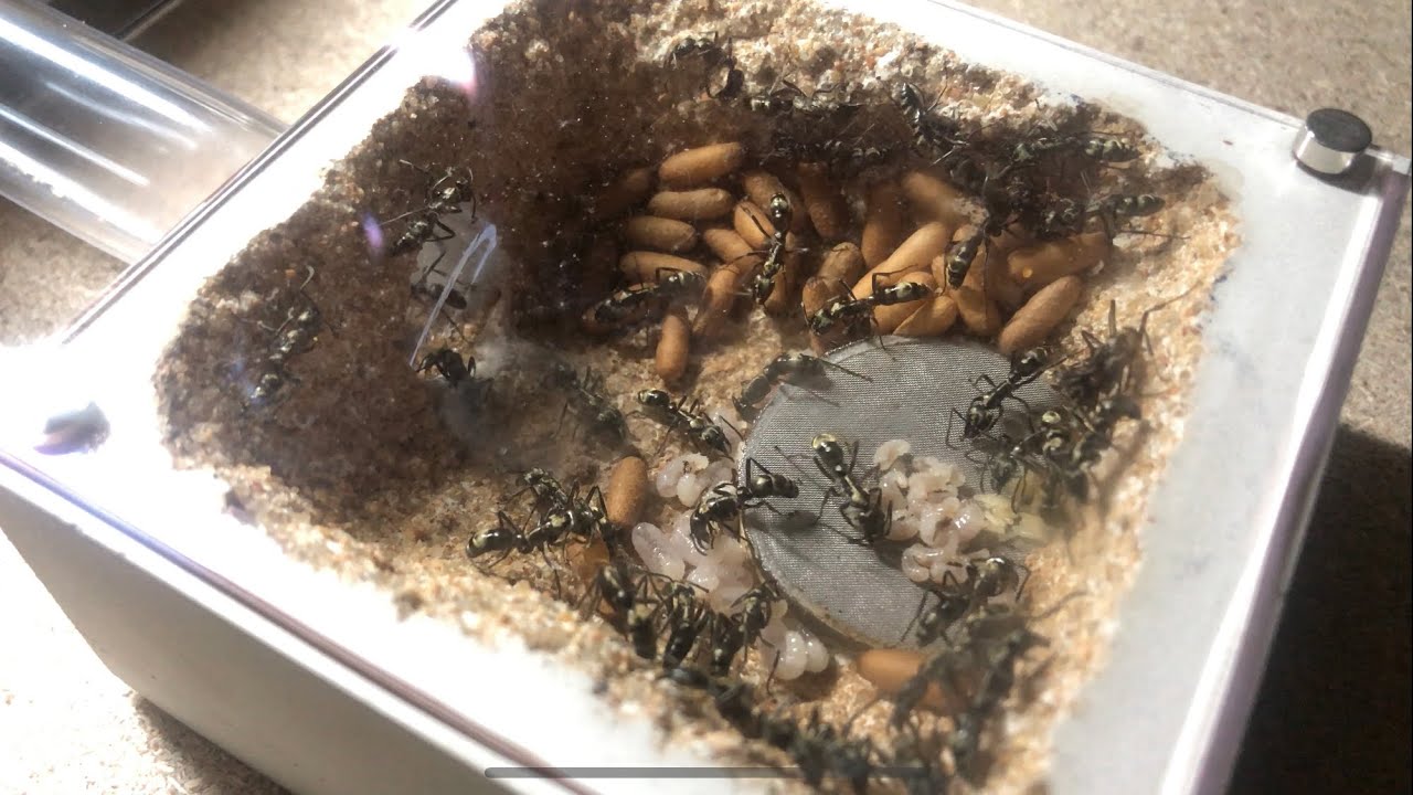 Texas Bullet Ants Update - Settled in their Outworld & Macro Lens 4k