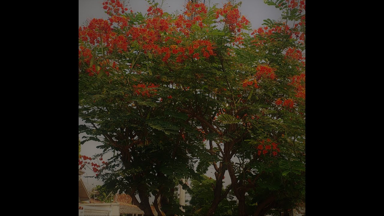 Fazendo mudas  de Flamboyant mirim.