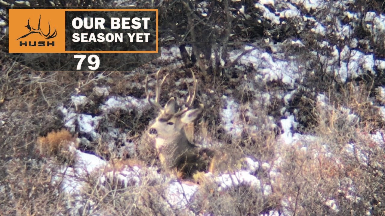 BSY | SPOTTING BUCKS IN COLORADO | S1E79