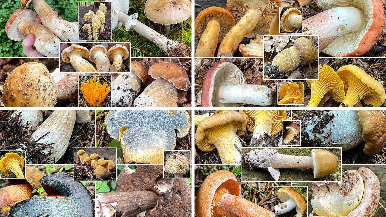 Pilze ohne Ende im Juli? | Ein Pilzmonat in dem alles m&ouml;glich ist | Gibt es Pilze im Hochsommer?