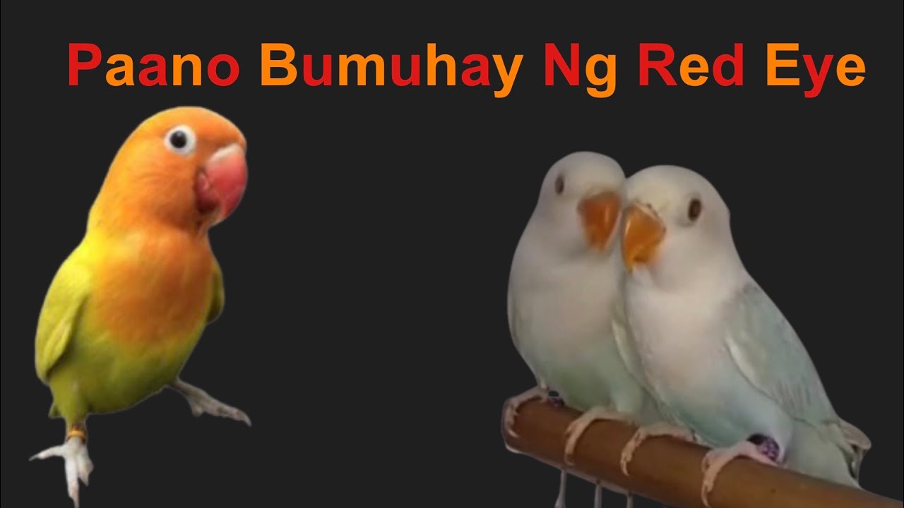 Paano Bumuhay Ng Red Eye | Tips For Successful Red Eye Breeding Watch Till The End