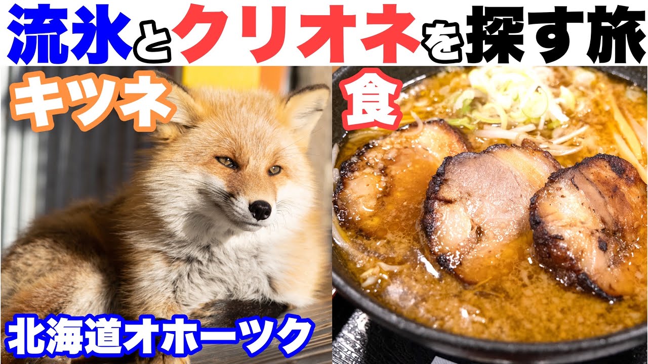 【北海道 オホーツク ひとり旅】流氷とクリオネを探す旅。北きつね牧場・ドーミーイン網走でバイキング・炙りチャーシュー麺・道の駅巡り 等 道東・オホーツク地方を巡る旅（北見/網走/斜里/知床）ビュッフェ