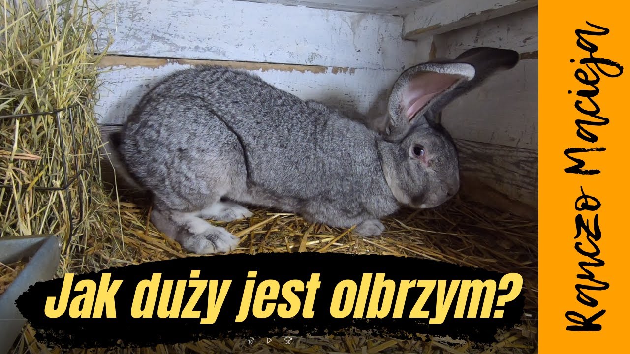 Jak duże są olbrzymy? How big are the giants?Qué tan grandes son los gigantes?巨人有多大？ #66