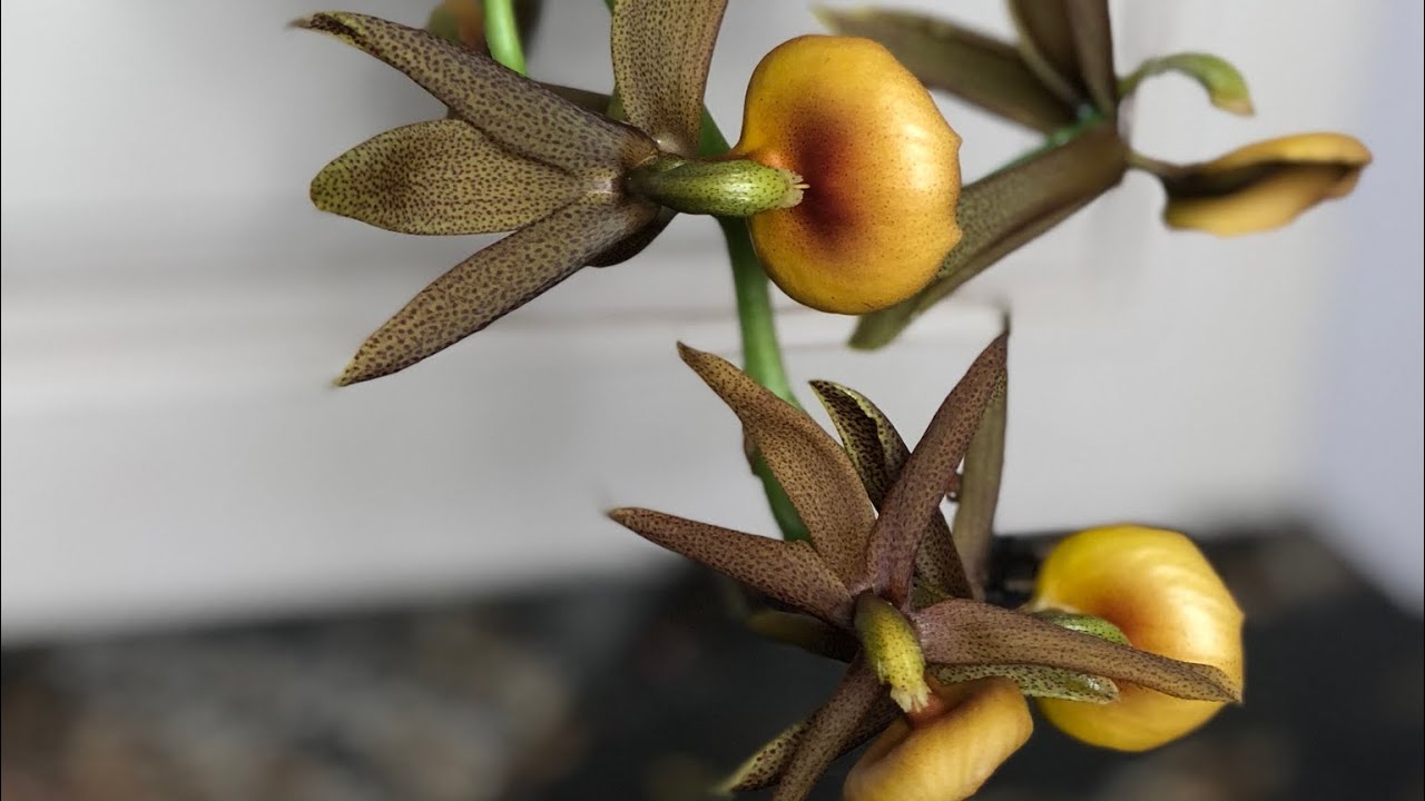 Cycnodes Amalia Savva . Time laps. Mormodes ignea &times; Cycnoches lehmannii Мой любимчик -))❤️😁