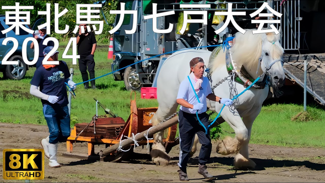 【馬力大会】東北馬力七戸大会 青森県家畜市場【青森県七戸市】8K