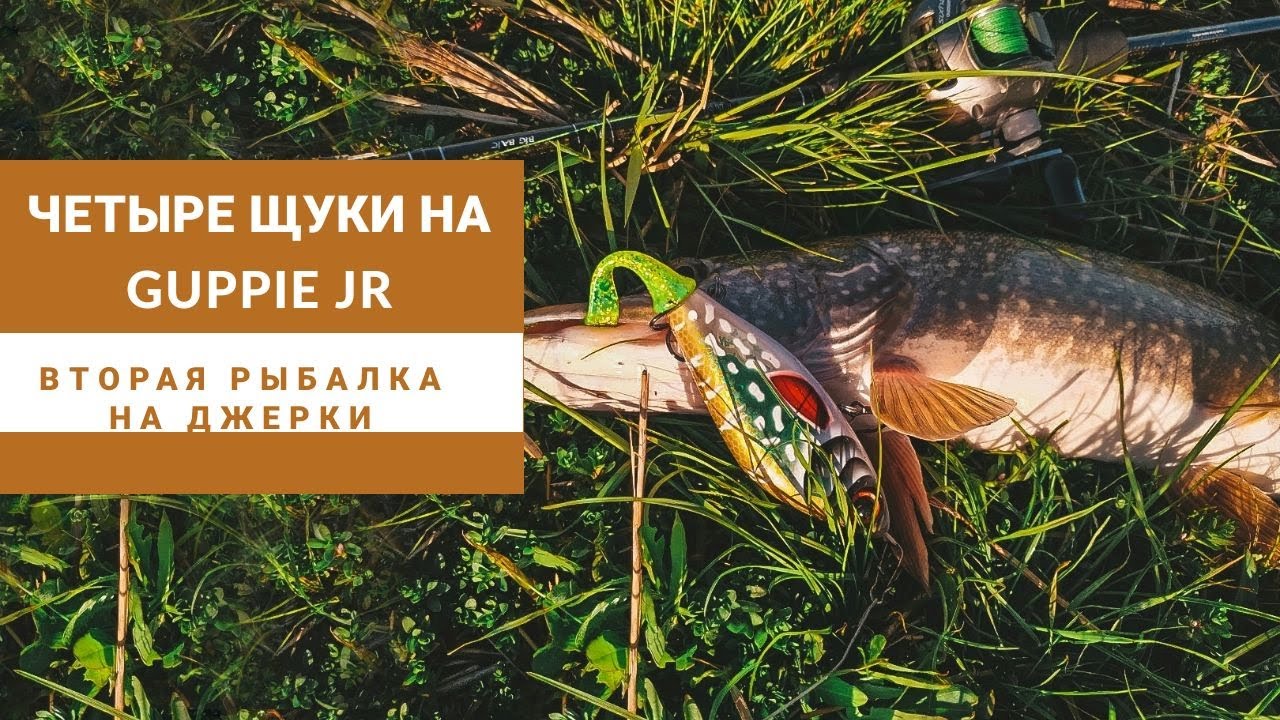 Четыре щуки на Guppie Jr.