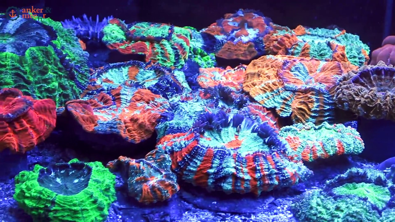 Besuch bei Reef-Corner in Belgien, ein Meerwasser Fachgesch&auml;ft