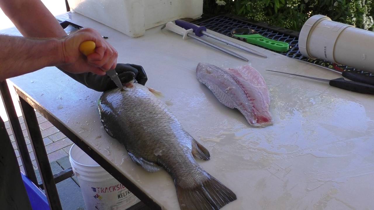 How to Fillet a Barramundi