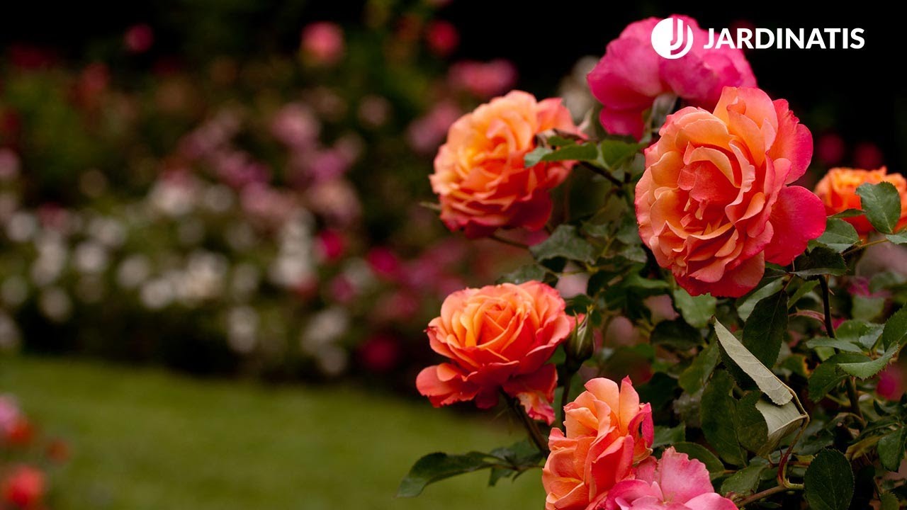 Rosales: variedades y plantación - Bricomanía - @Jardinatis