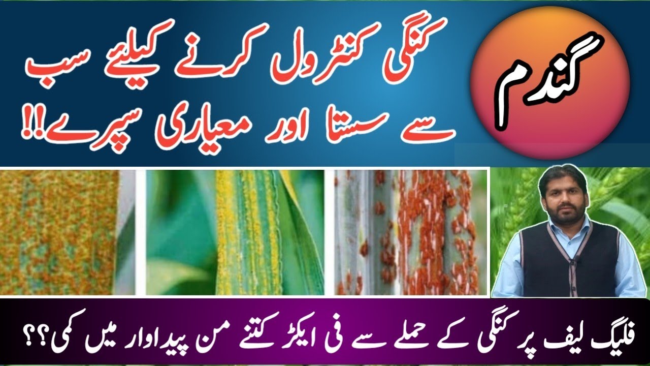 Best Control of Wheat Rust (Kungi) Disease | How to identify rust types in Wheat | Kissan Ki Baat