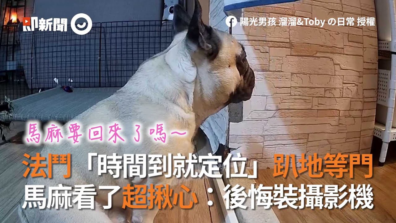 法鬥時間到就定位 趴地等主人回家 狗媽看了超揪心：後悔裝攝影機｜寵物｜法國鬥牛犬