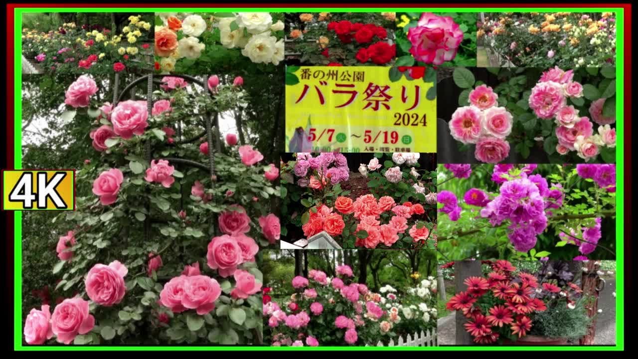 ●4k　2024年5月　バラ祭り～その２　香川県【番の州公園】