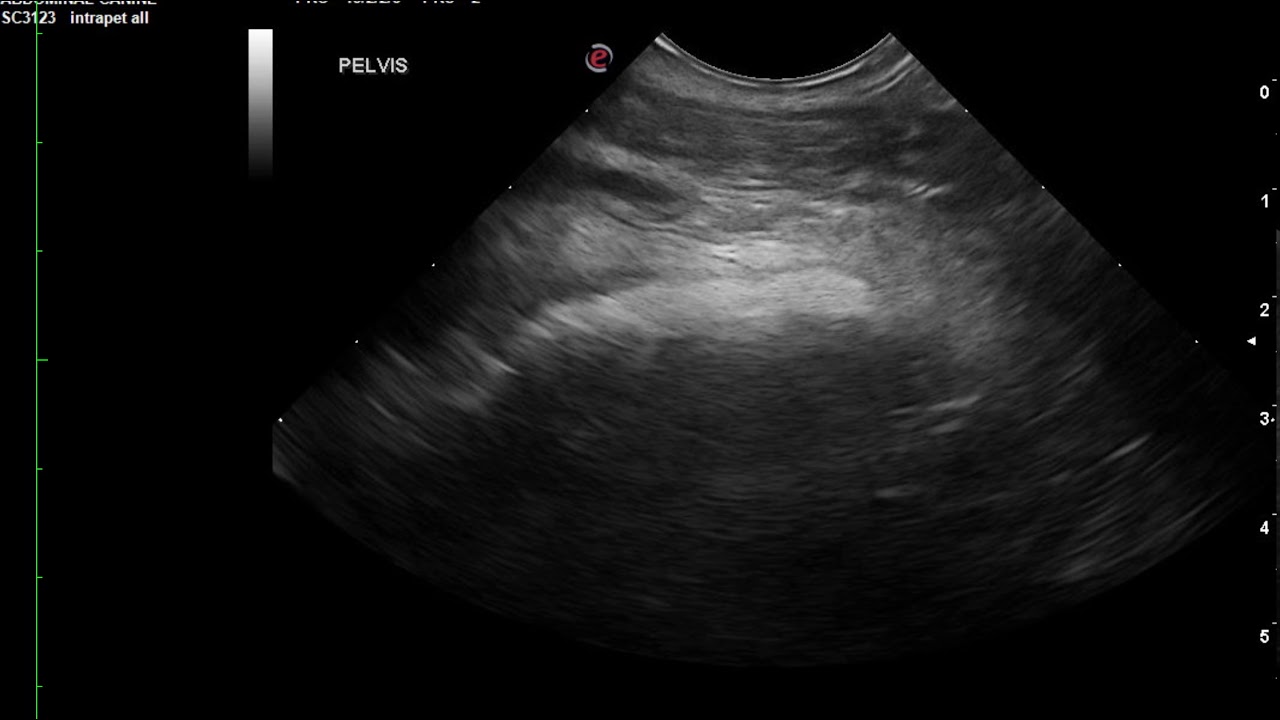 Classic Stump Pyometra