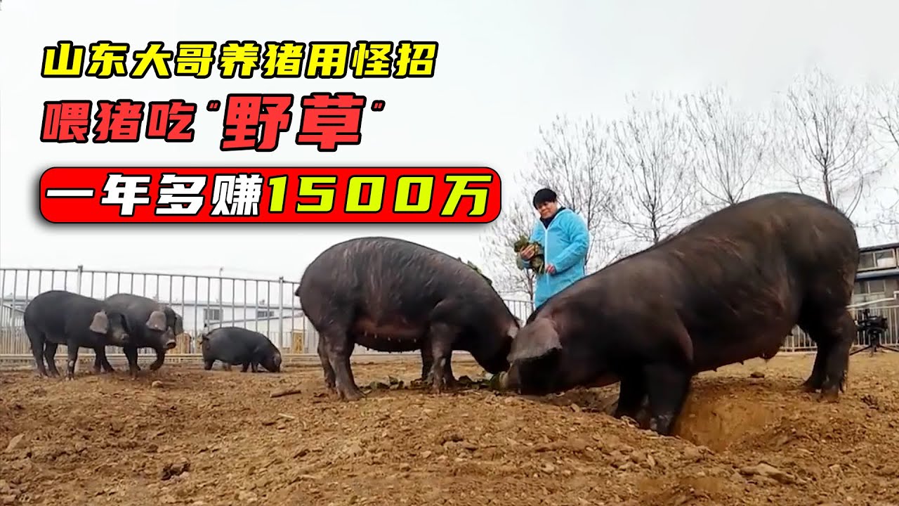 山东大哥养猪用怪招，喂猪吃“野草”一年多赚1500万