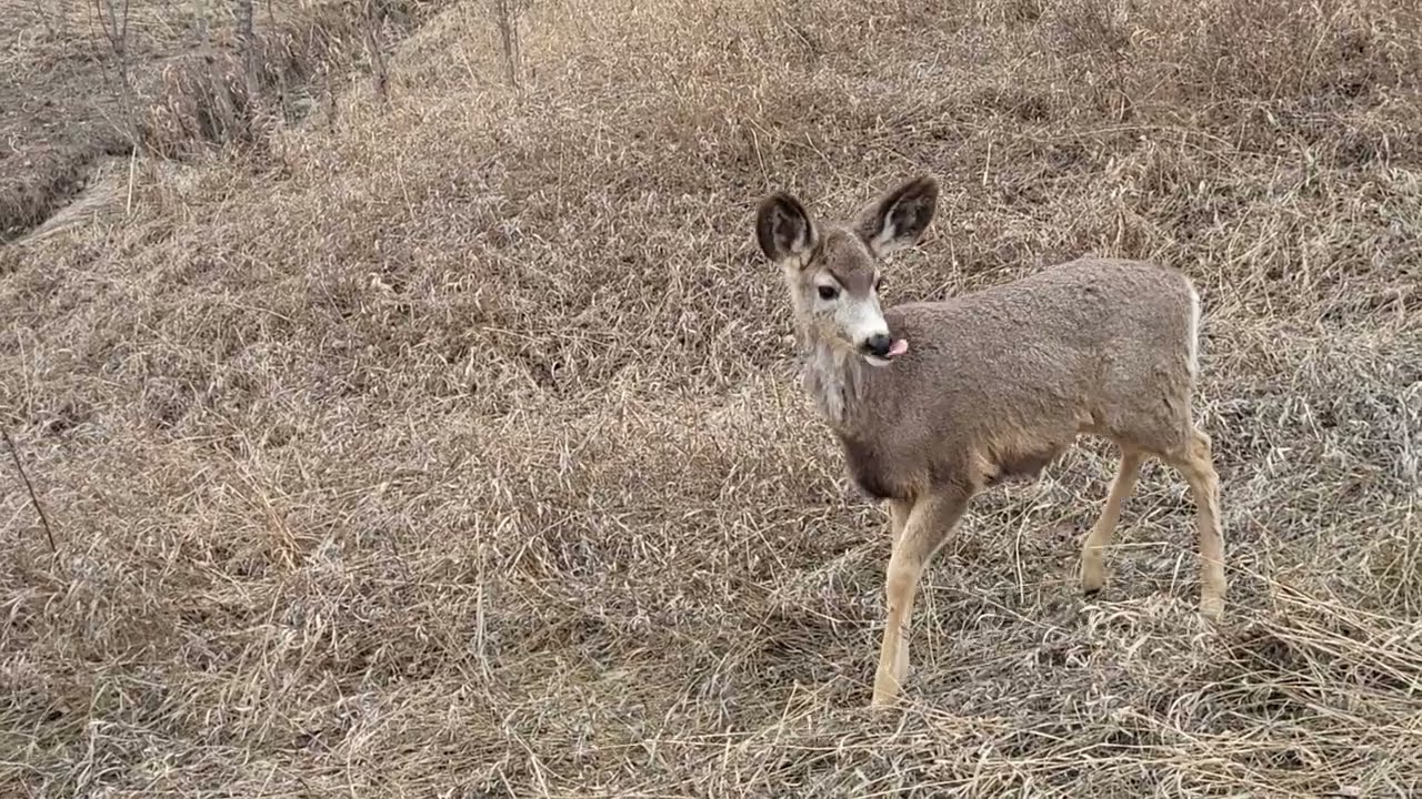 March 19, 2025 Fish Creek Park - Votier's Flats