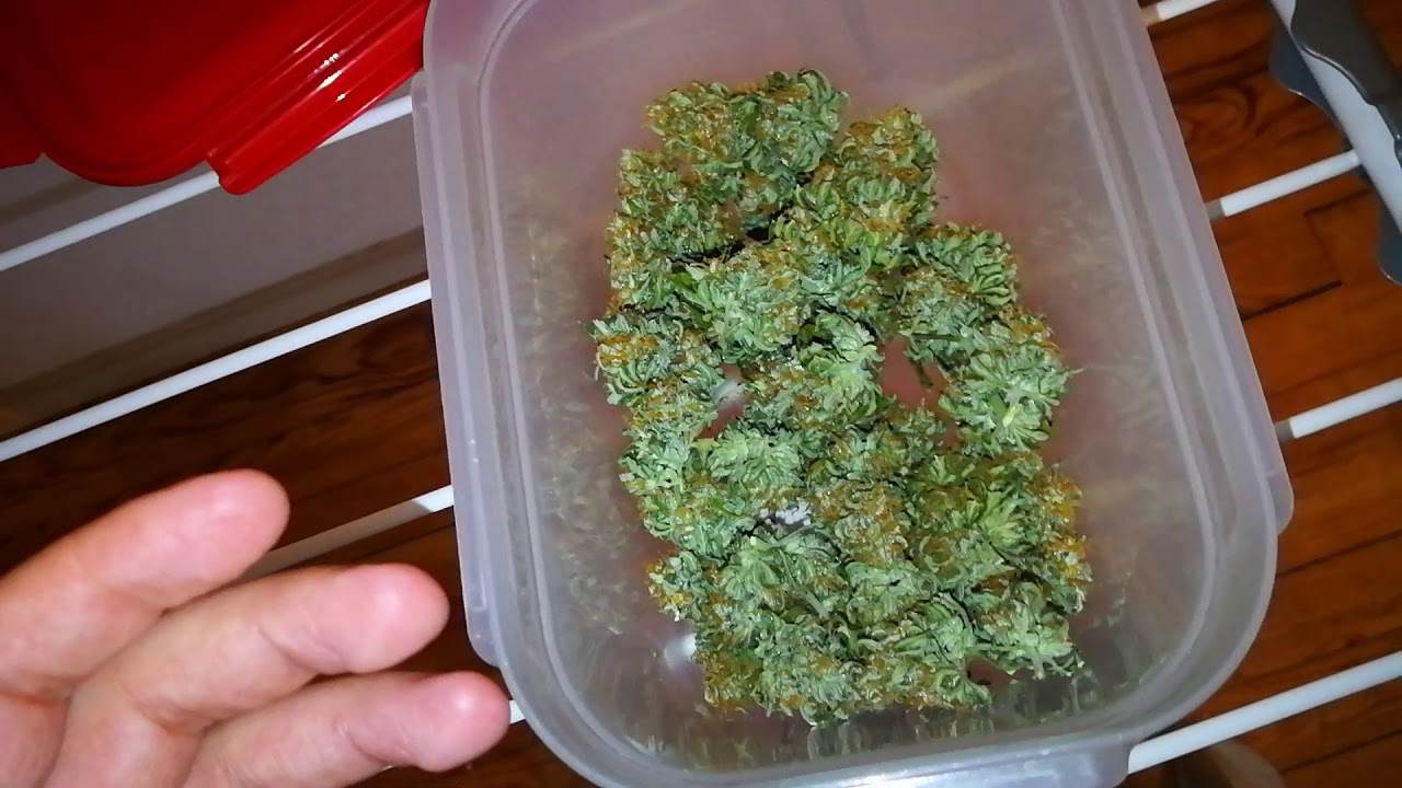 Culture de Cannabis comment faire un bon Curing