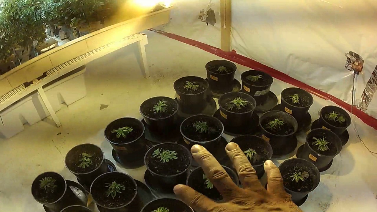 600w HPS?