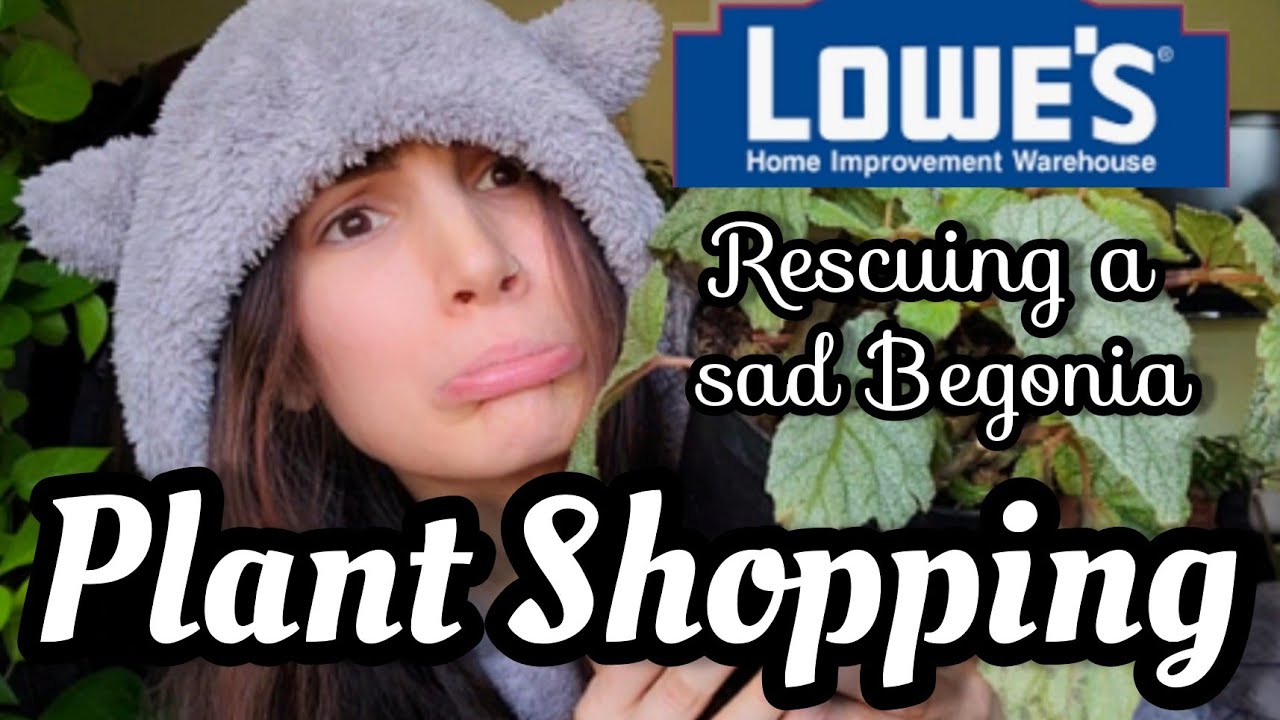 PLANT SHOPPING AT LOWE'S || Costa Farms Trending Tropicals Houseplant Rescue || Begonia 'Sinbad' 😯