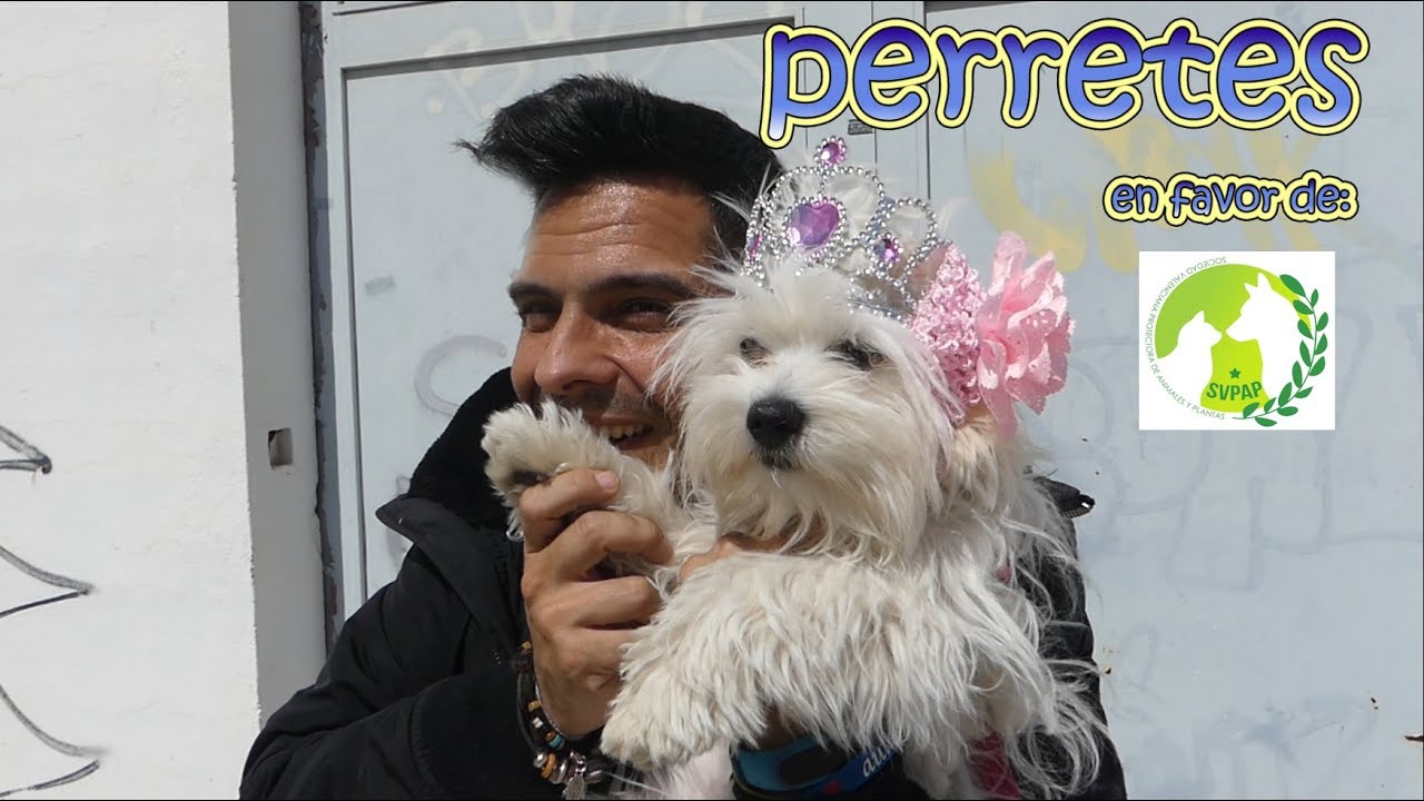 ESPECIAL PERRETES - Para la SVPAP protectora de animales.